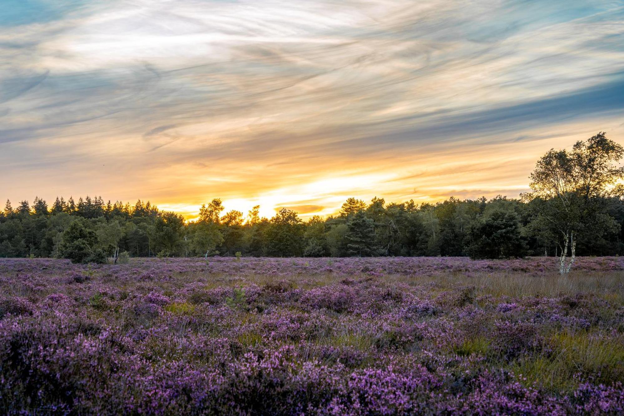 Veluwe Park Reewold Chalet Talisman Пюттен Экстерьер фото